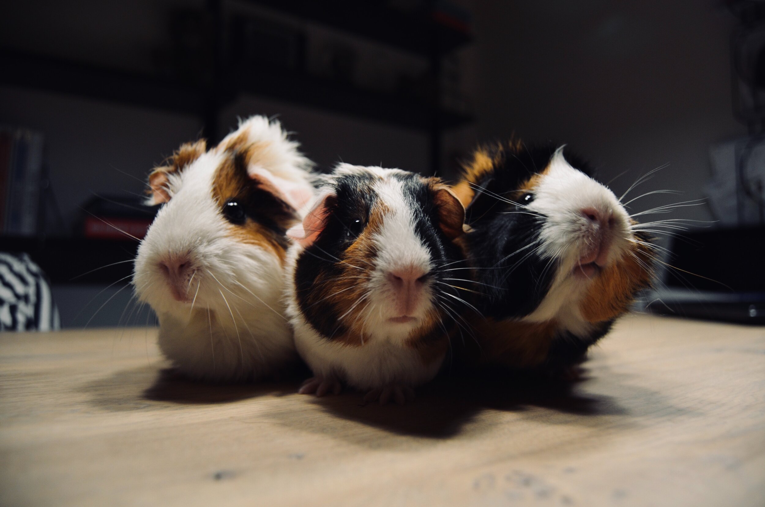 Are Essential Oils Safe For Guinea Pigs Pawromatherapy