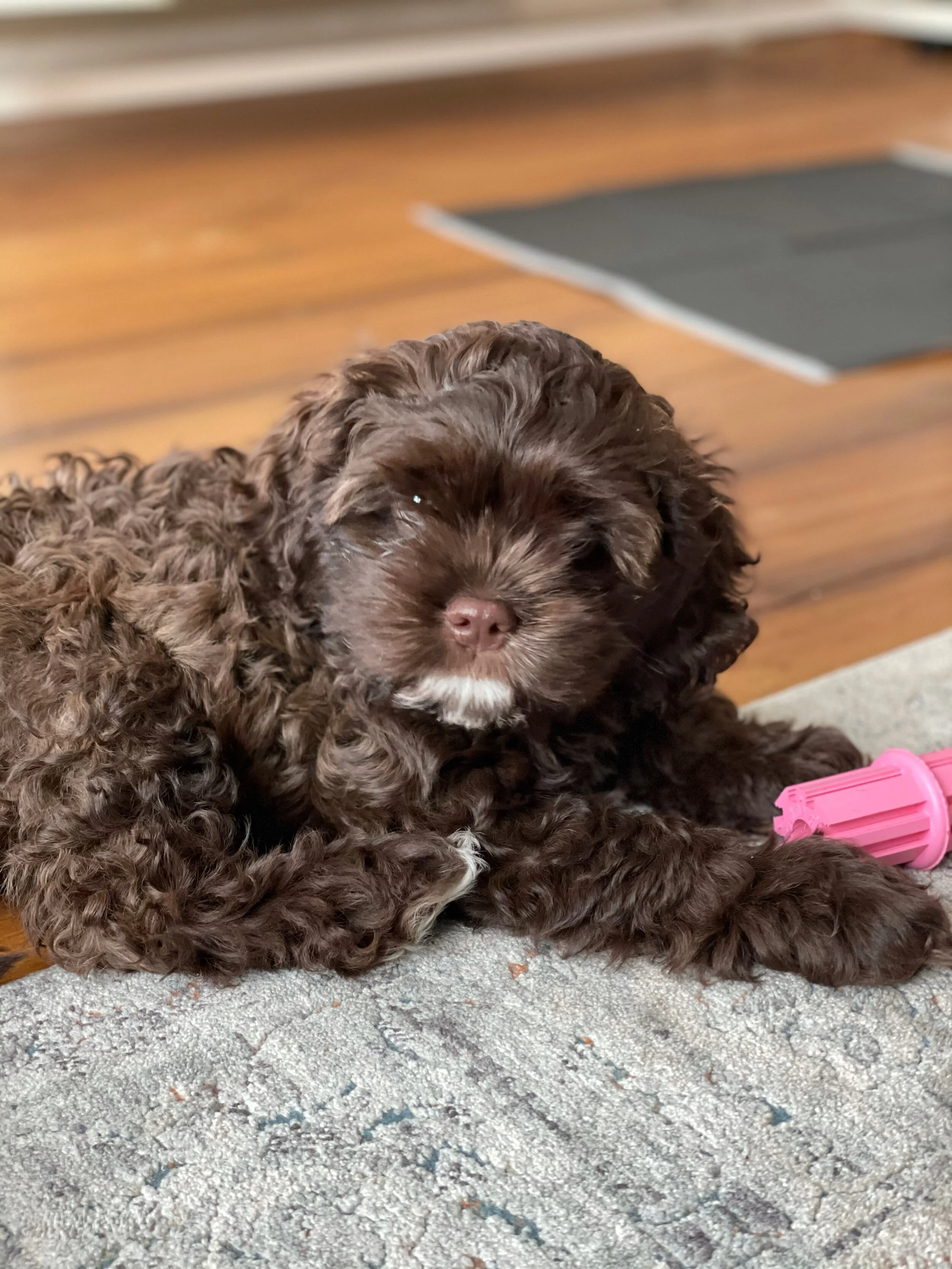Meet My New Puppy Pebbles + Plus What I Bought to Prepare