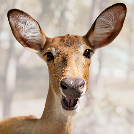 hh-animals-deer-4.png