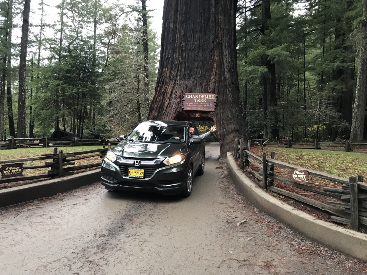 New car? Drive-through tree!