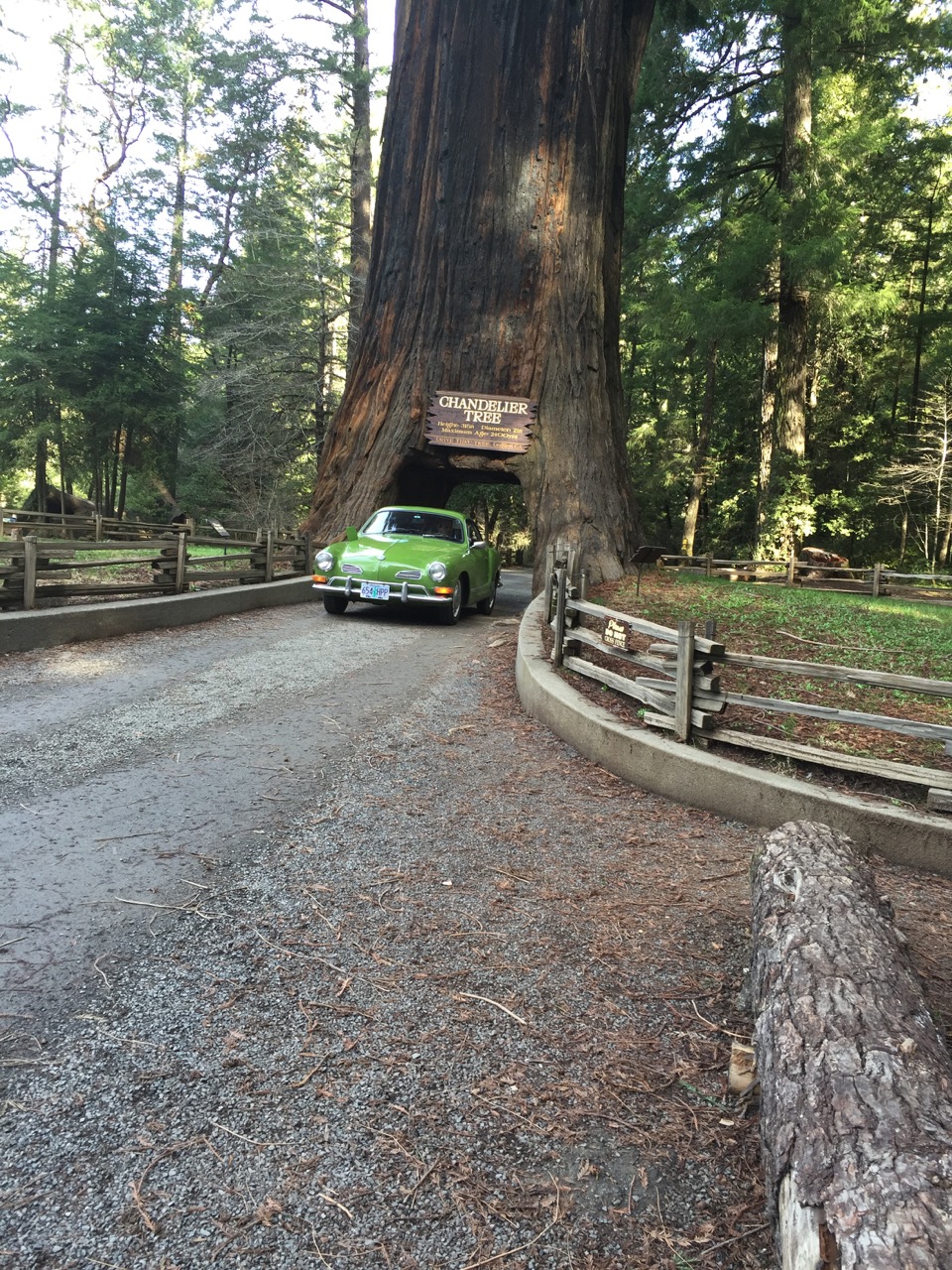 Drive Through tree - 5.jpg