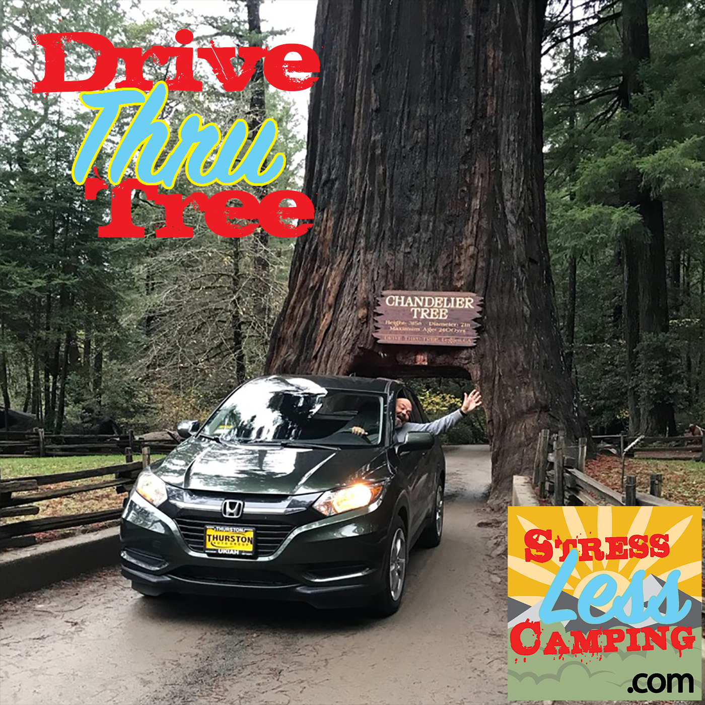 The Drive Through Redwood Tree