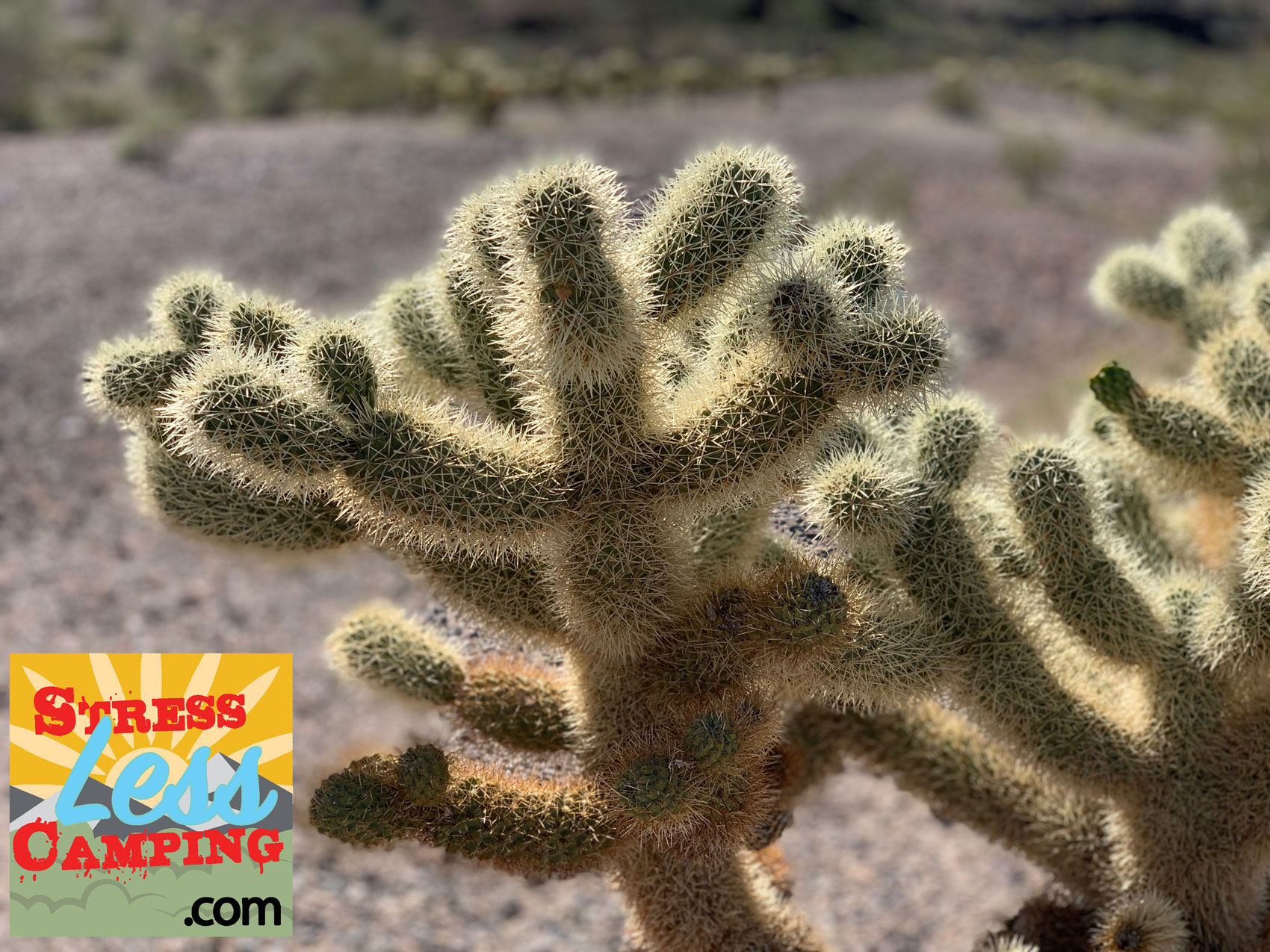 Desert-cactus-in-Quartzsite.jpg
