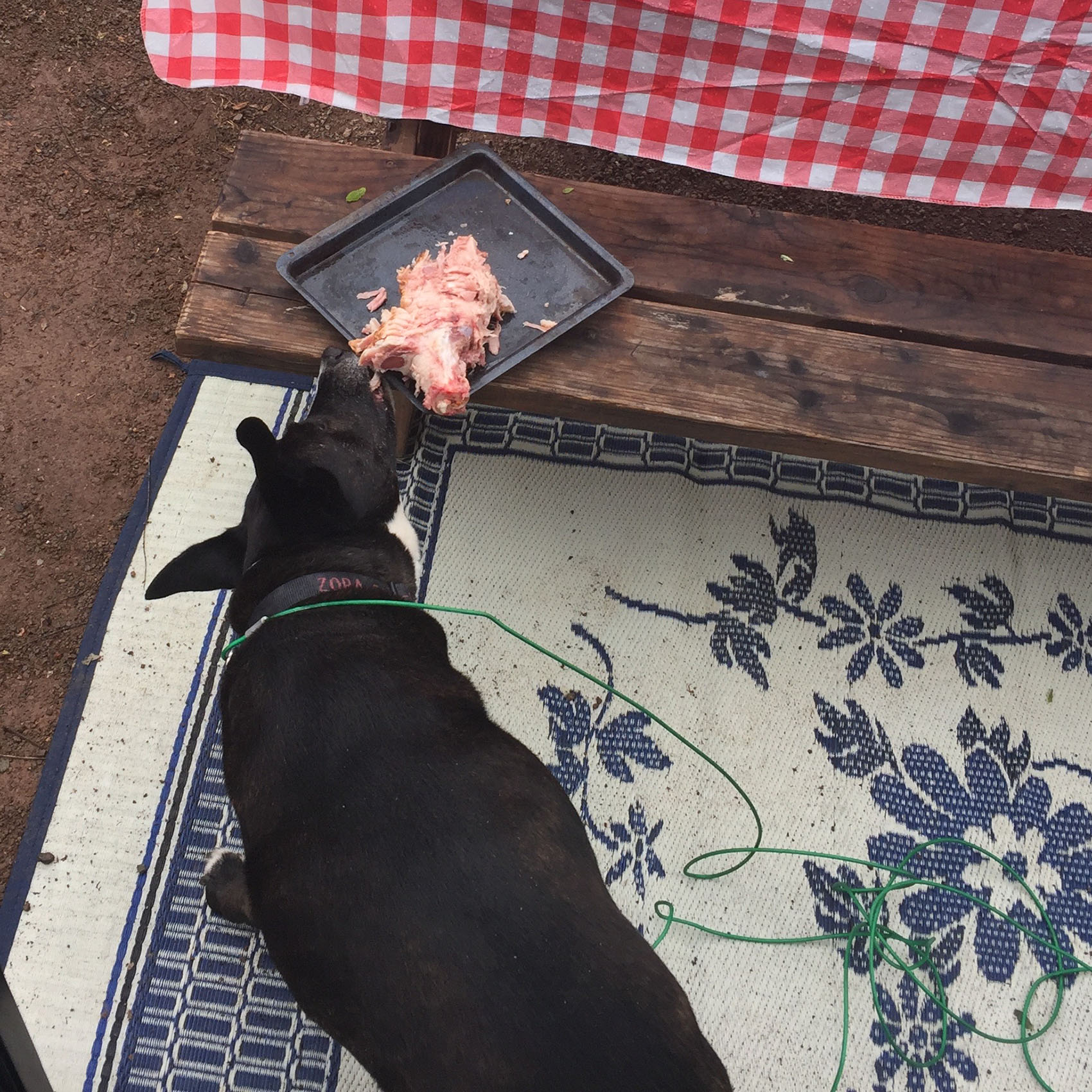 Zora happened to find a very juicy treat before whoever was barbecuing did.
