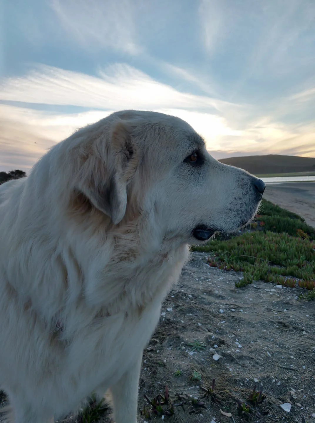 8 Tips for RVing with Pets