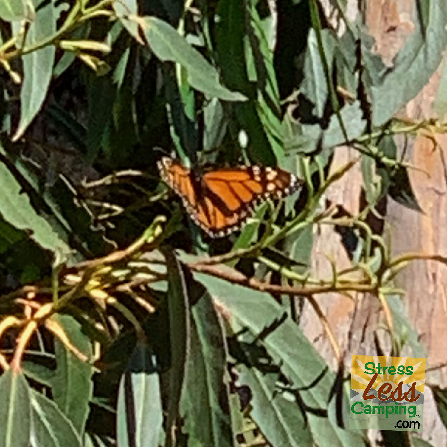 Monarch-Butterfly.jpg