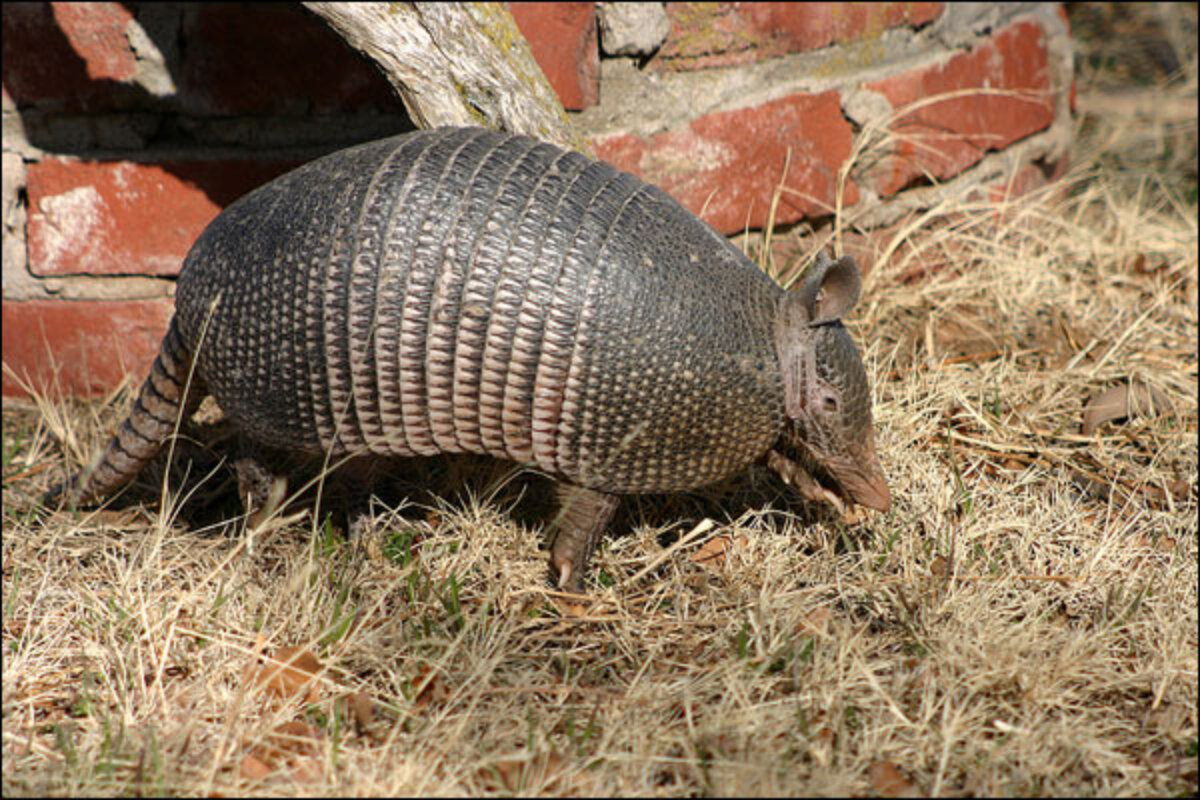 armadillo1.jpg