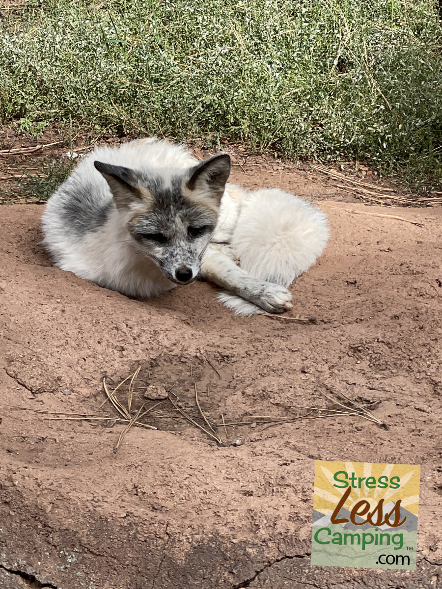 A sly fox at Bearizona in Williams, Arizona