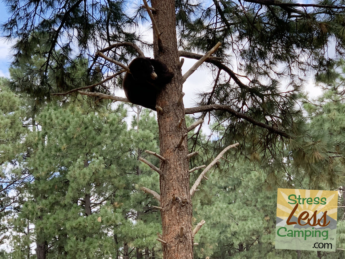 A bear cub sleeps in a tree at Bearizona in Williams, Arizona