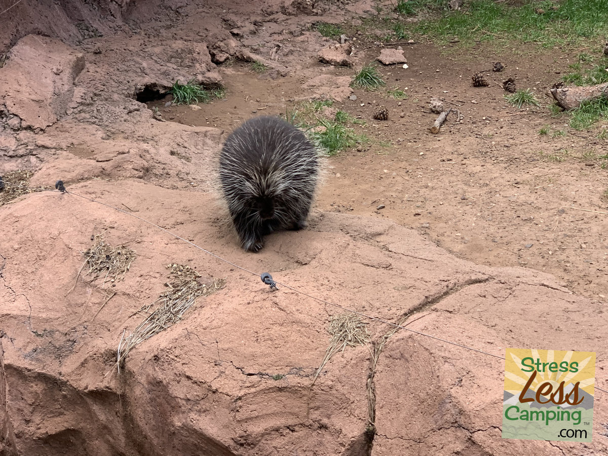 A porcupine at Bearizona in Williams, Arizona