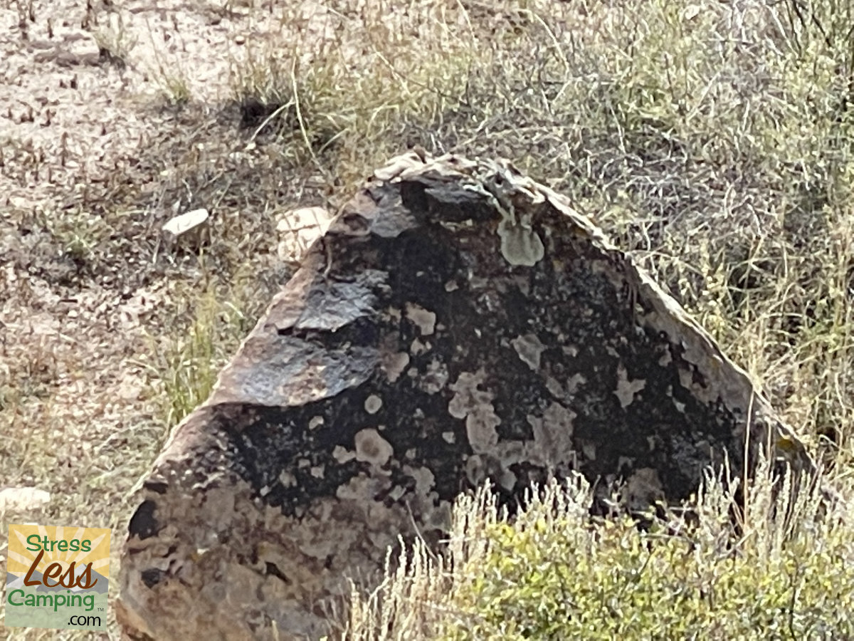 Petroglyphs in the Petrified Forest National Park