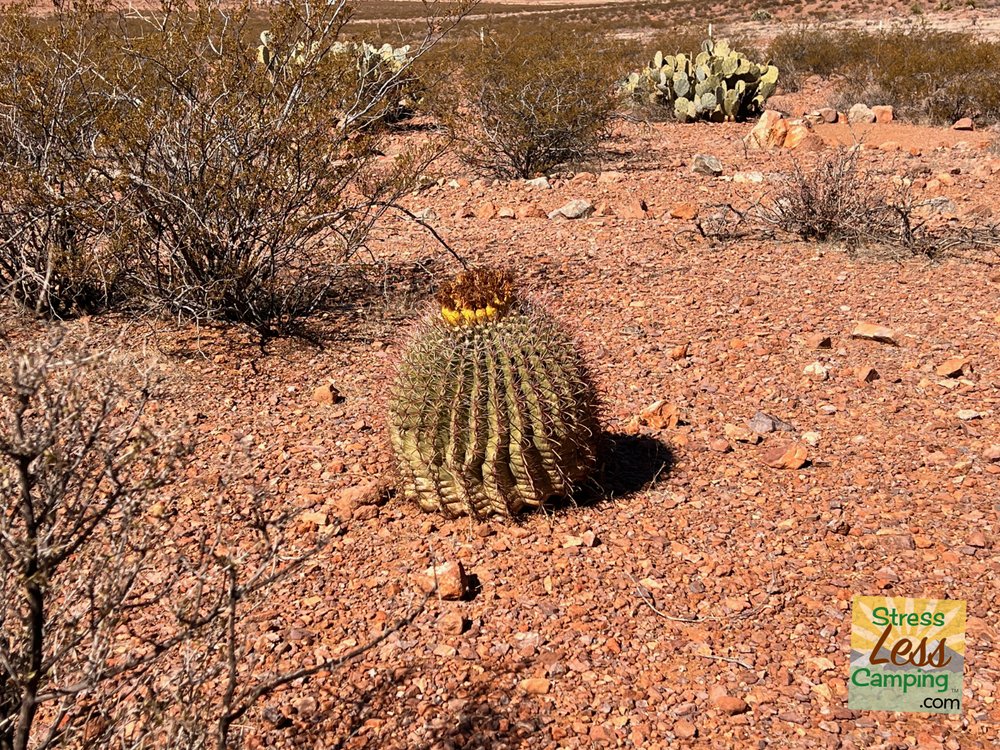 The cacti were really enjoying the recent rains all over Rockhound State Park in New Mexico.jpg