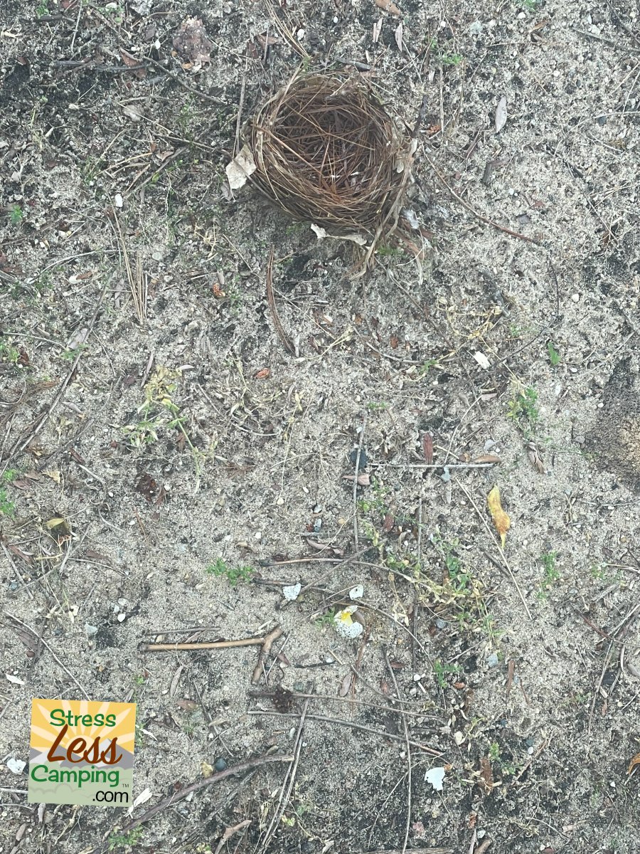 Peggy found a nest and a broken egg in Van Buren State Park campground