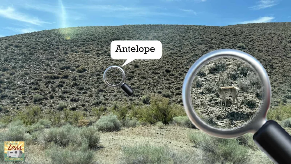 Spotting antelope in the desert.jpg