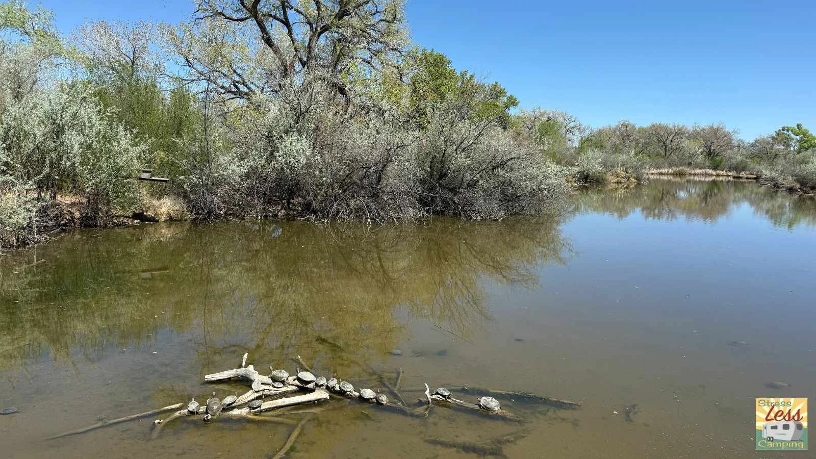 Turtles enjoying a beautiful day in the Discovery Pond at the Rio Grande Nature Center State Park.jpg