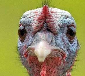 Great Family Games for Thanksgiving Weekend