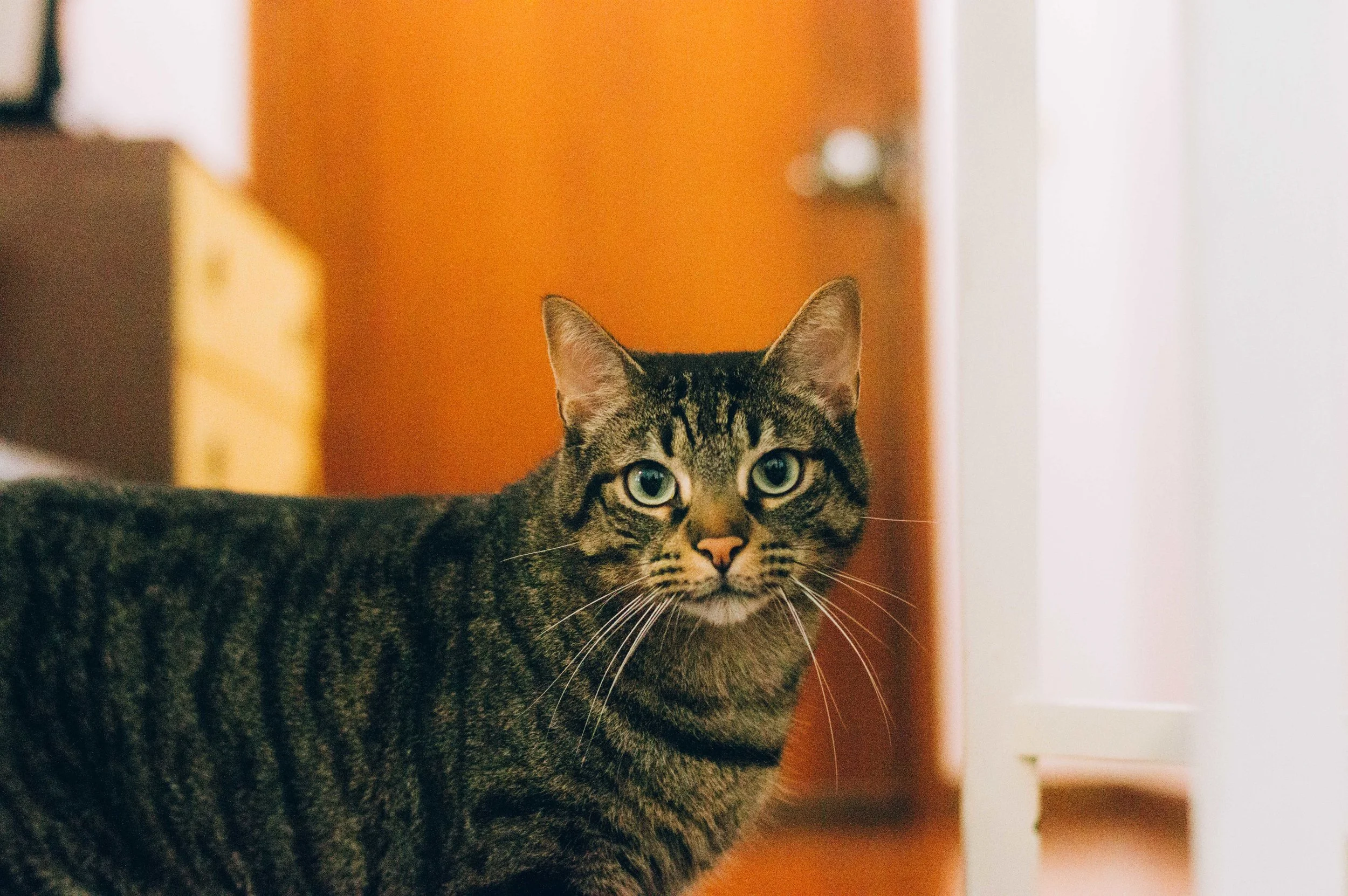 Fotografias Vitorino Coragem