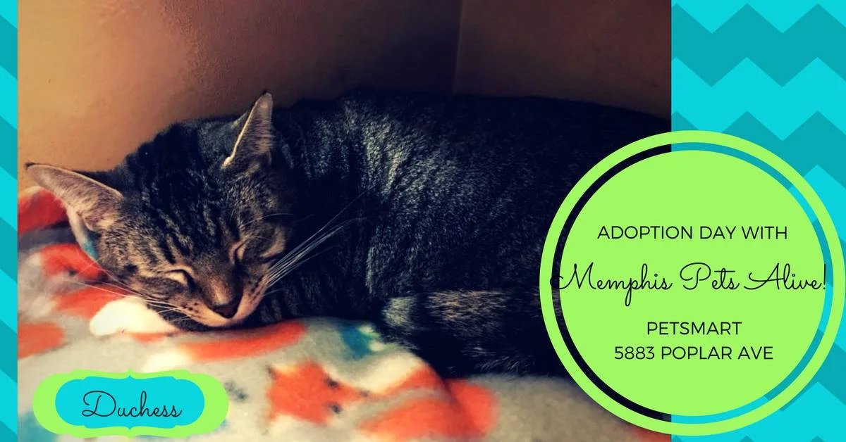 Adoption Day 3.jpg