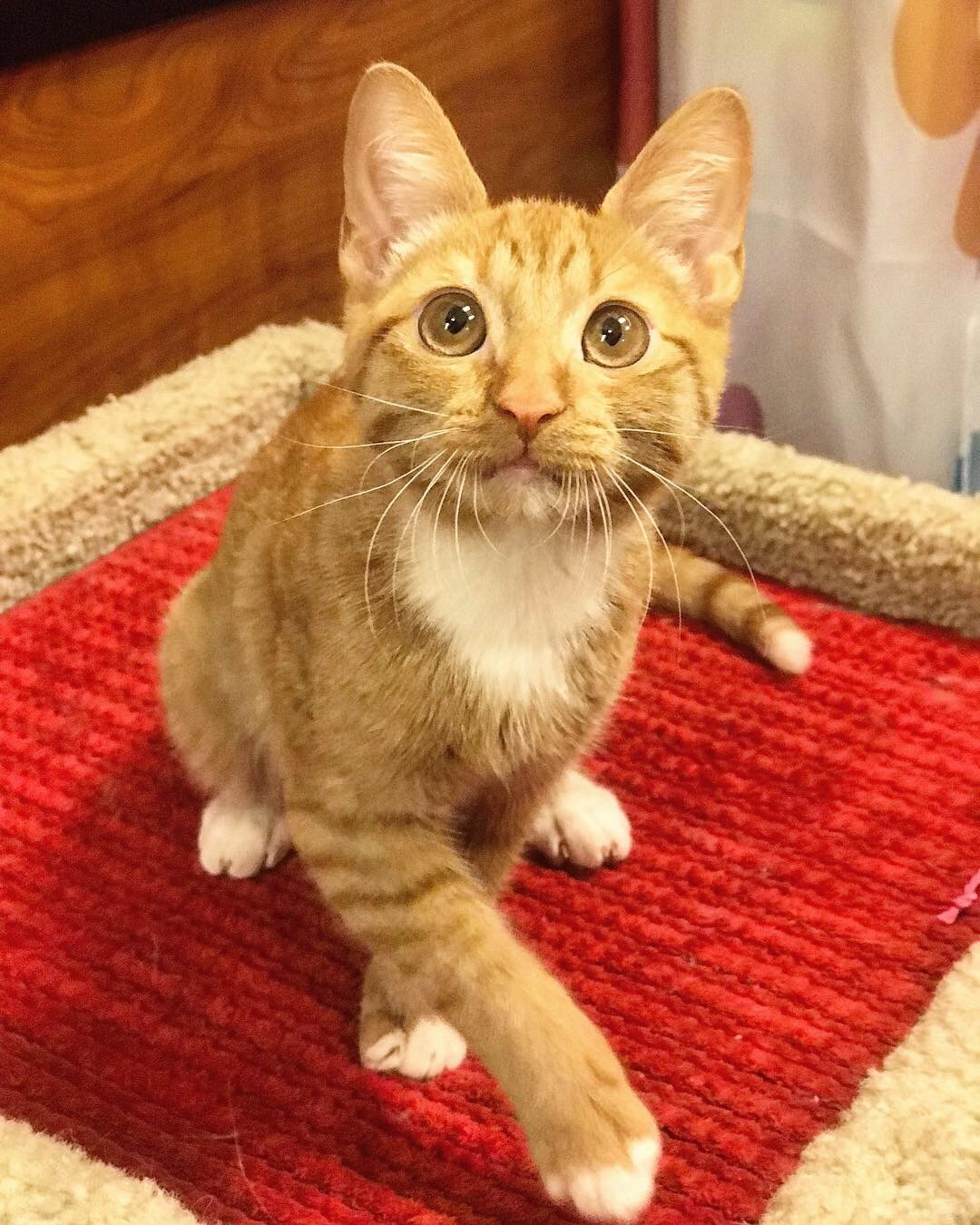 Adopt Cats! — Memphis Pets Alive!