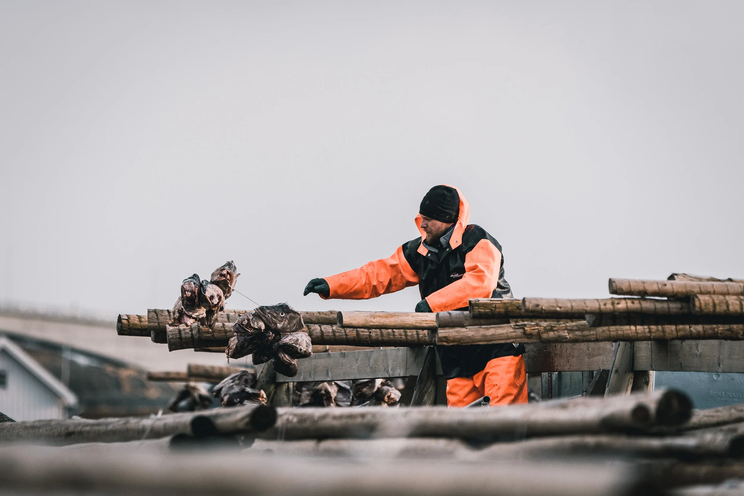 Worker hanging the head of the Stockfish.
