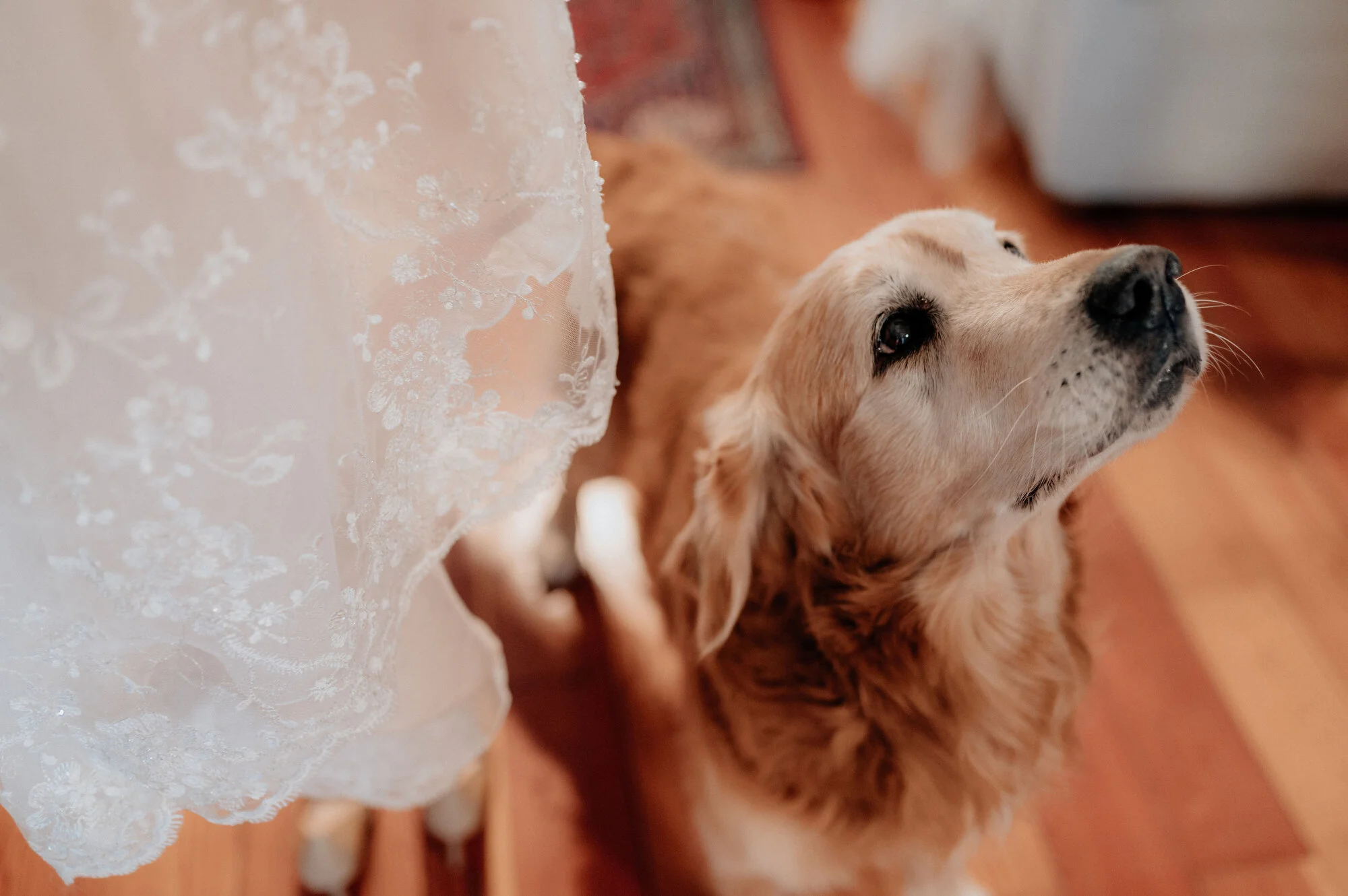 wedding and engagement photoshoot