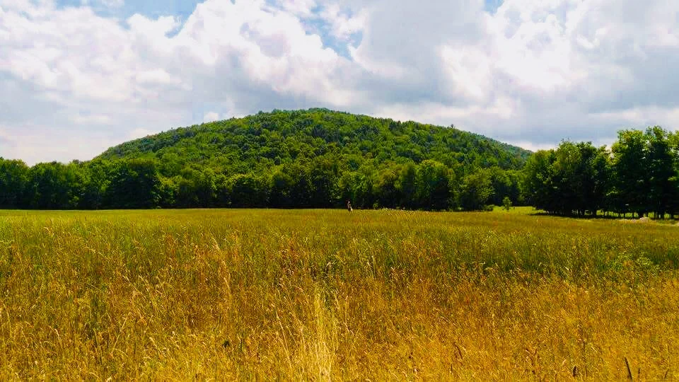 homestead 