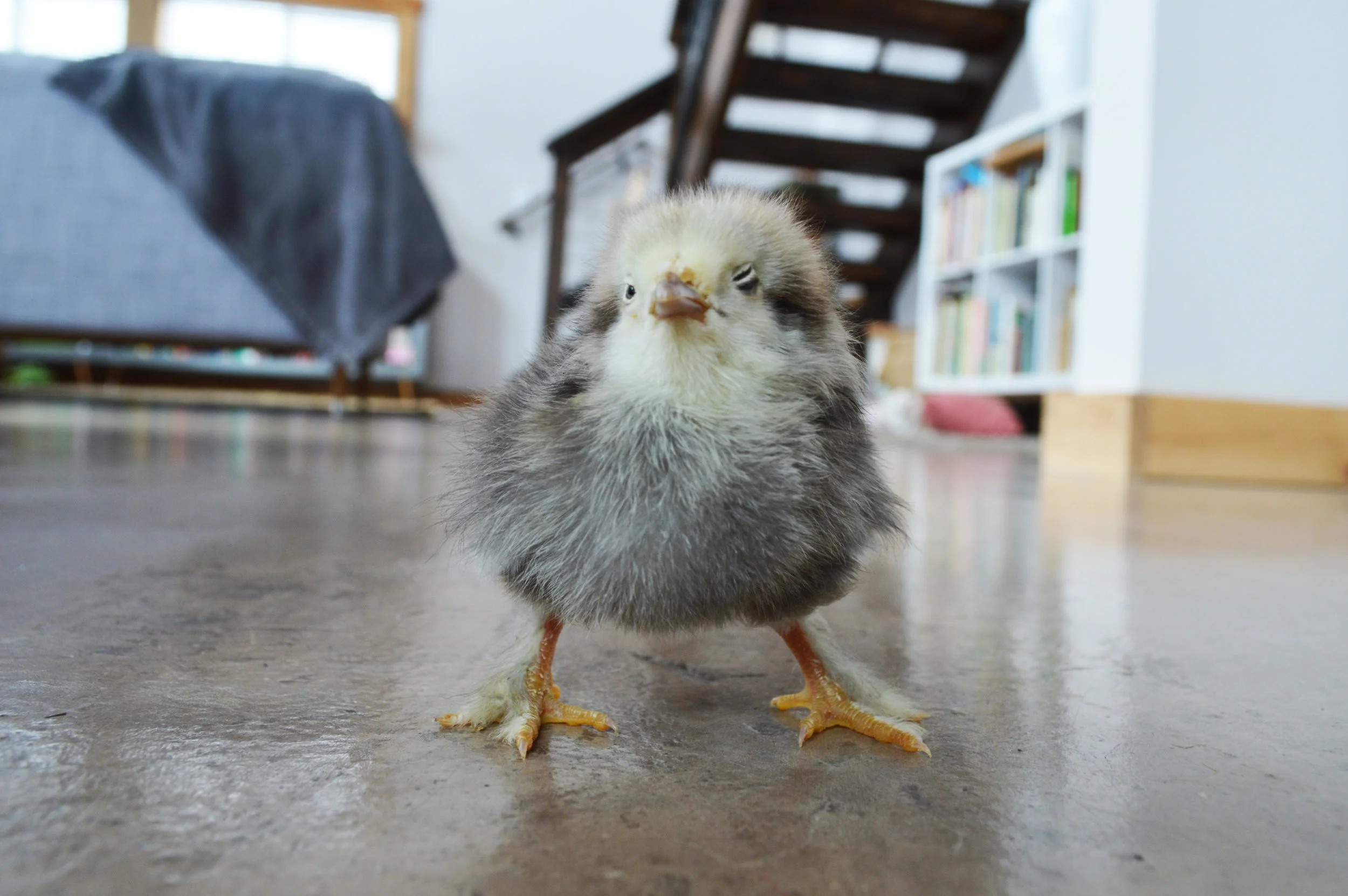 chick