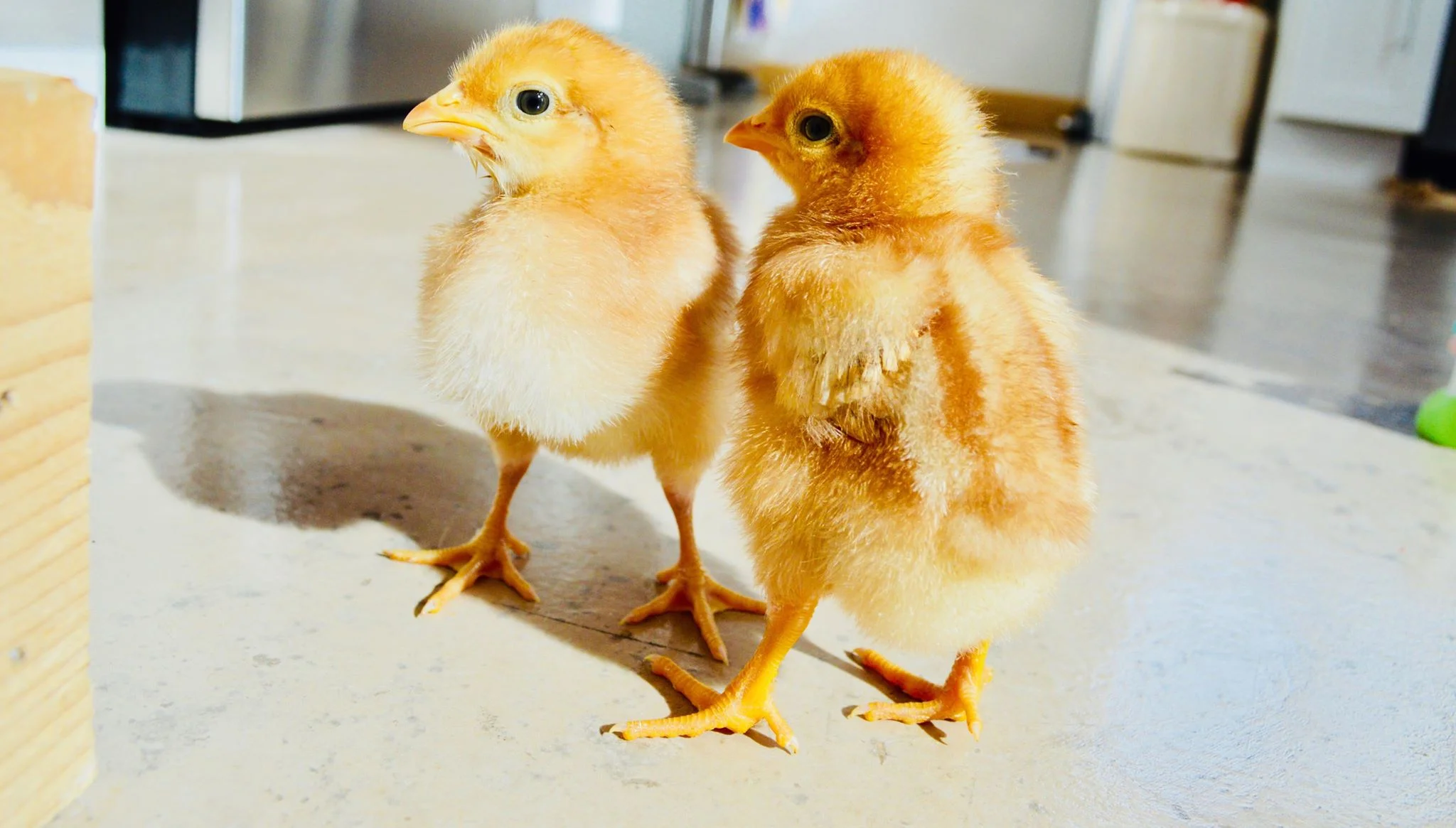 chicks