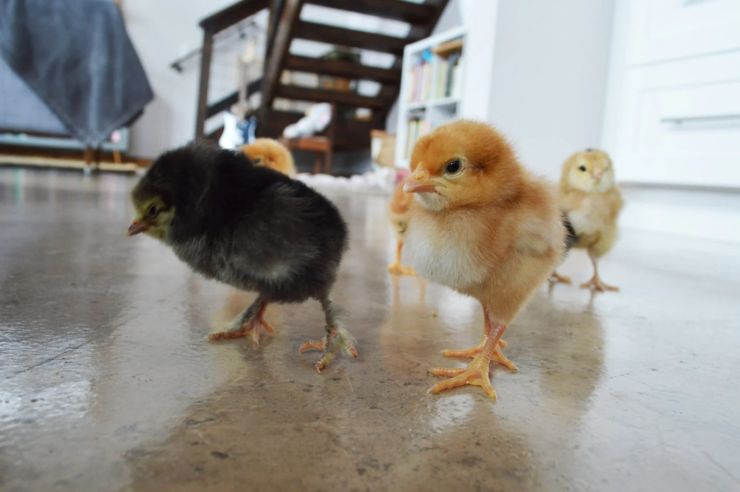 chicks