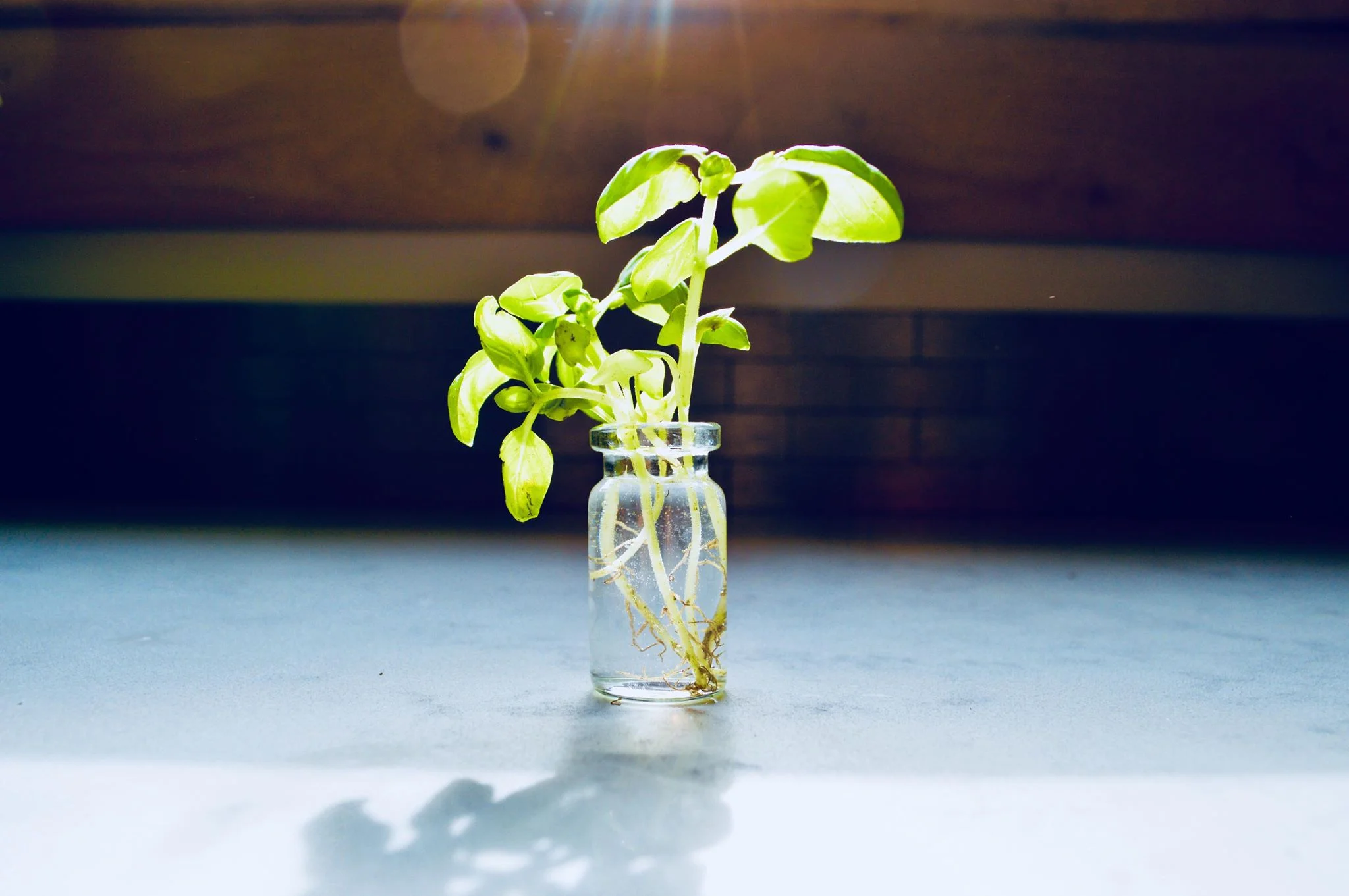 basil propagating