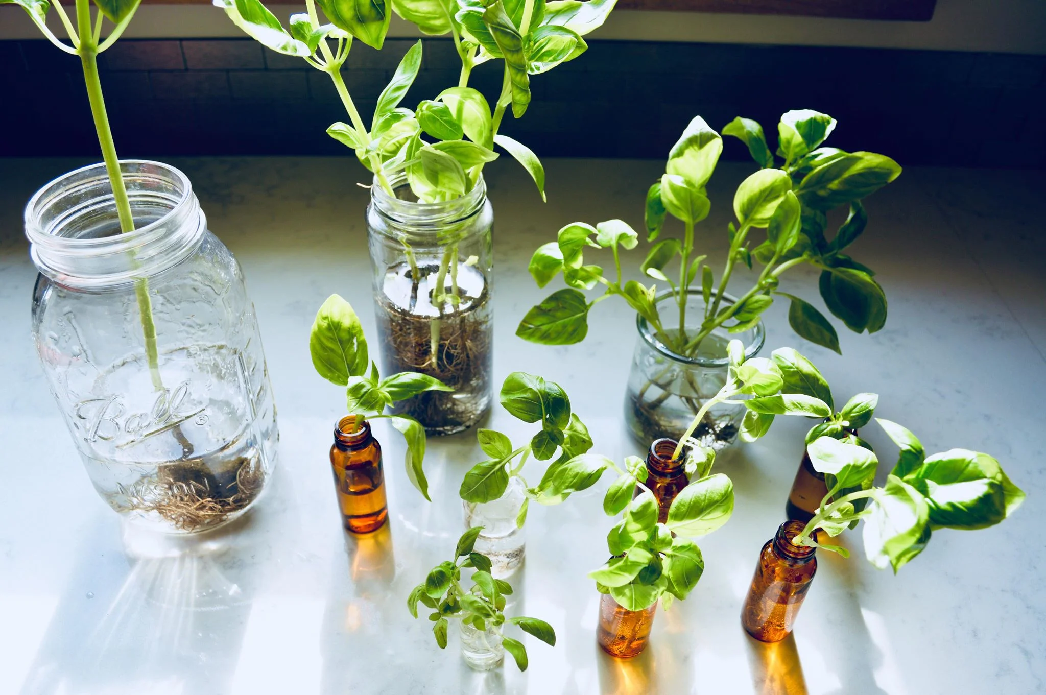 basil propagation