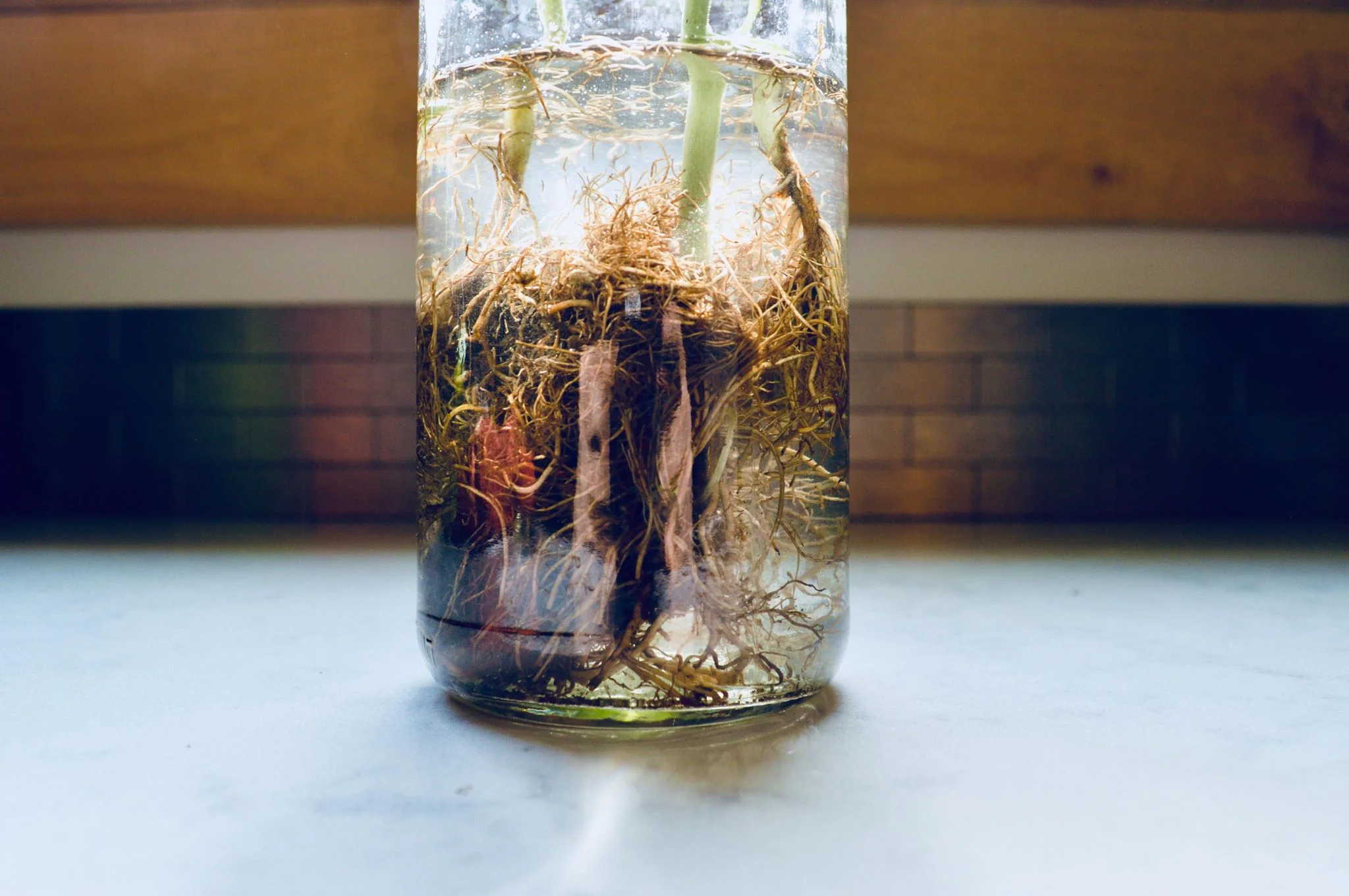 propagating basil