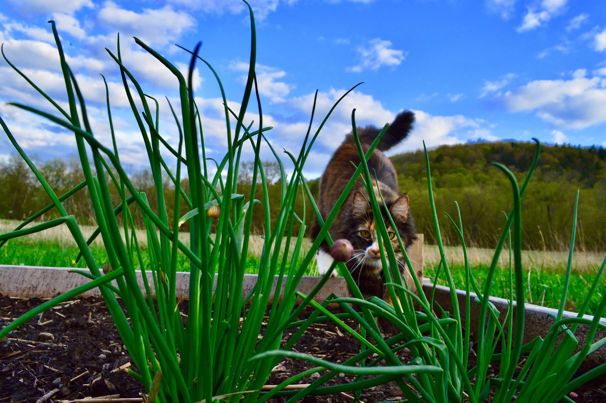 chives, garden, farm cat, barn cat, norwegian forest cat, onions, raised beds, homesteading, modern homestead