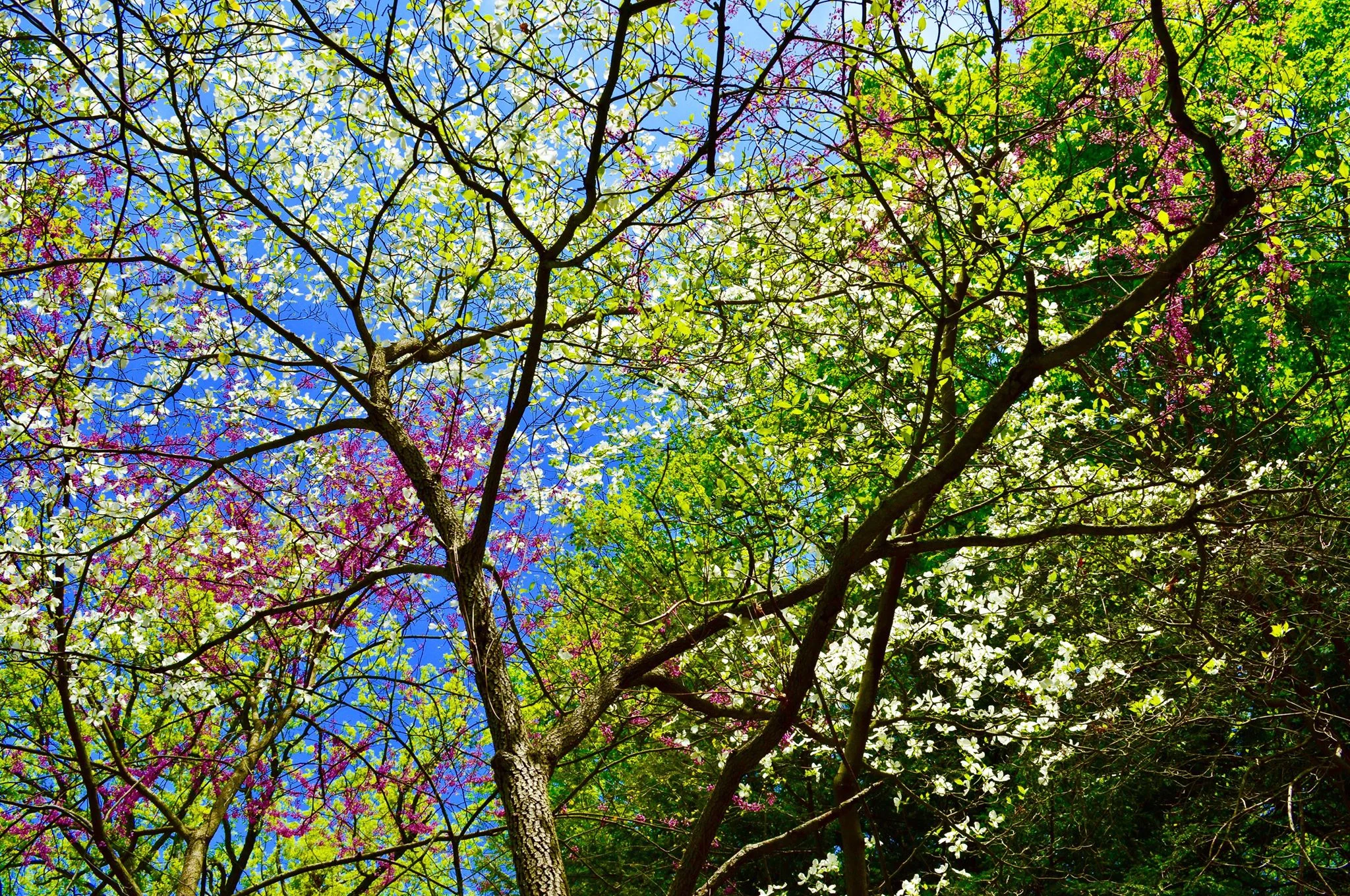 joy, gratitude practice, gratitude, flowering, in bloom, dogwood, redbud, new york