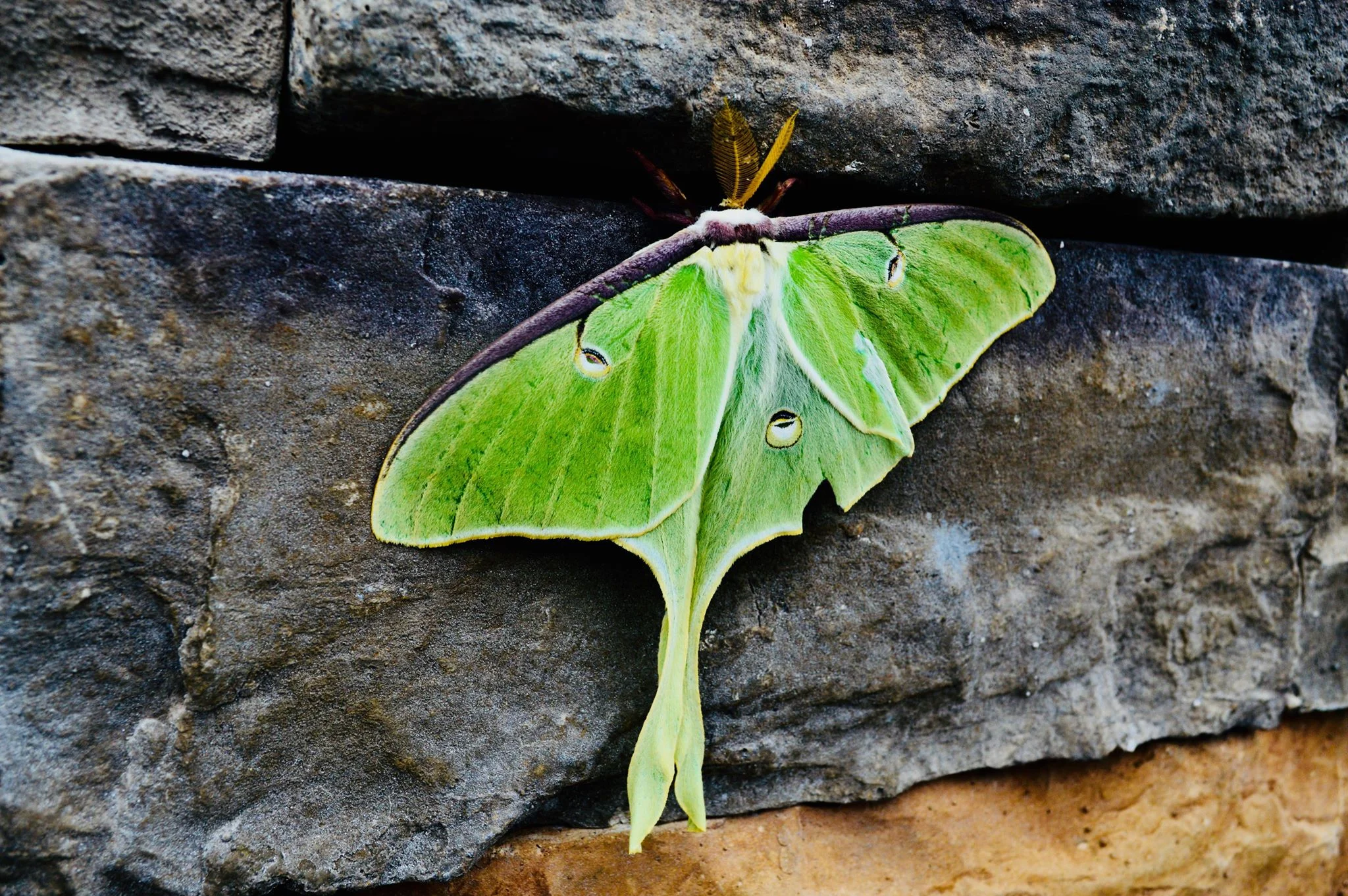 luna moth, nature photos, modern homestead