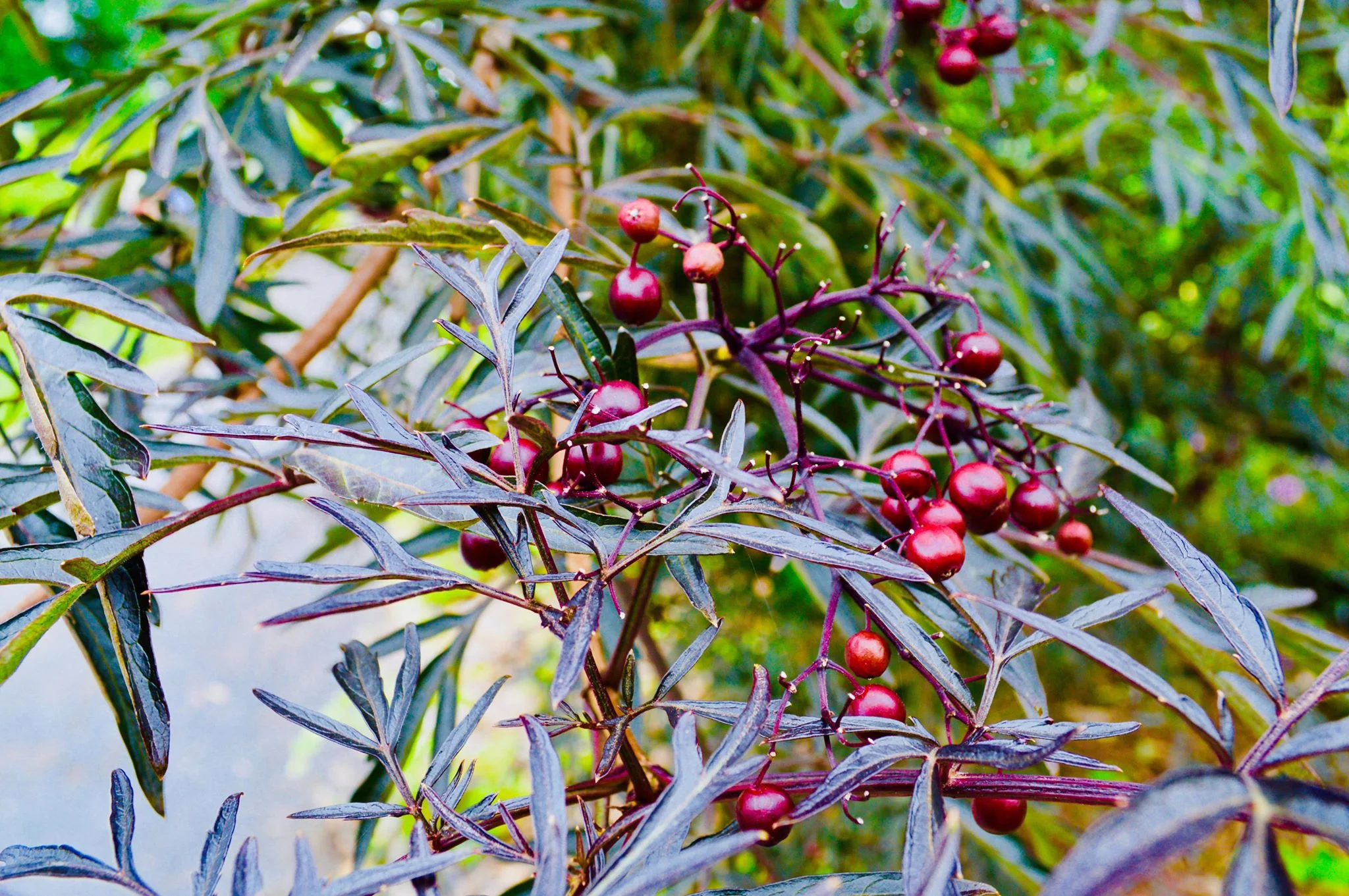 mabon, autumn, fall season, seasonal living, seasonal eating, modern homestead, modern farmer, harvest moon, autumnal equinox, crisp air, fall leaves, pumpkin picking, microfarm, queer farmers, country queers, feminist farmers, farmher, upstate new york farm, farm to table, nature school, secular homeschooling, kid farmer