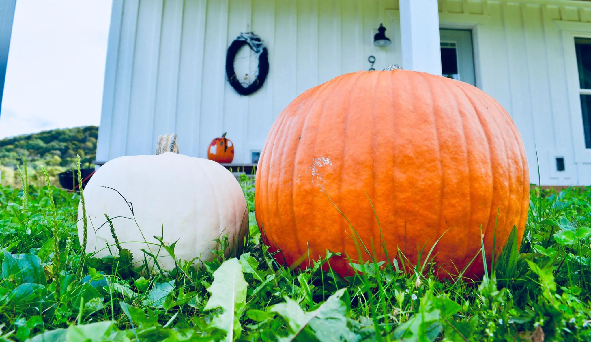 mabon, autumn, fall season, seasonal living, seasonal eating, modern homestead, modern farmer, harvest moon, autumnal equinox, crisp air, fall leaves, pumpkin picking, microfarm, queer farmers, country queers, feminist farmers, farmher, upstate new york farm, farm to table, nature school, secular homeschooling, kid farmer