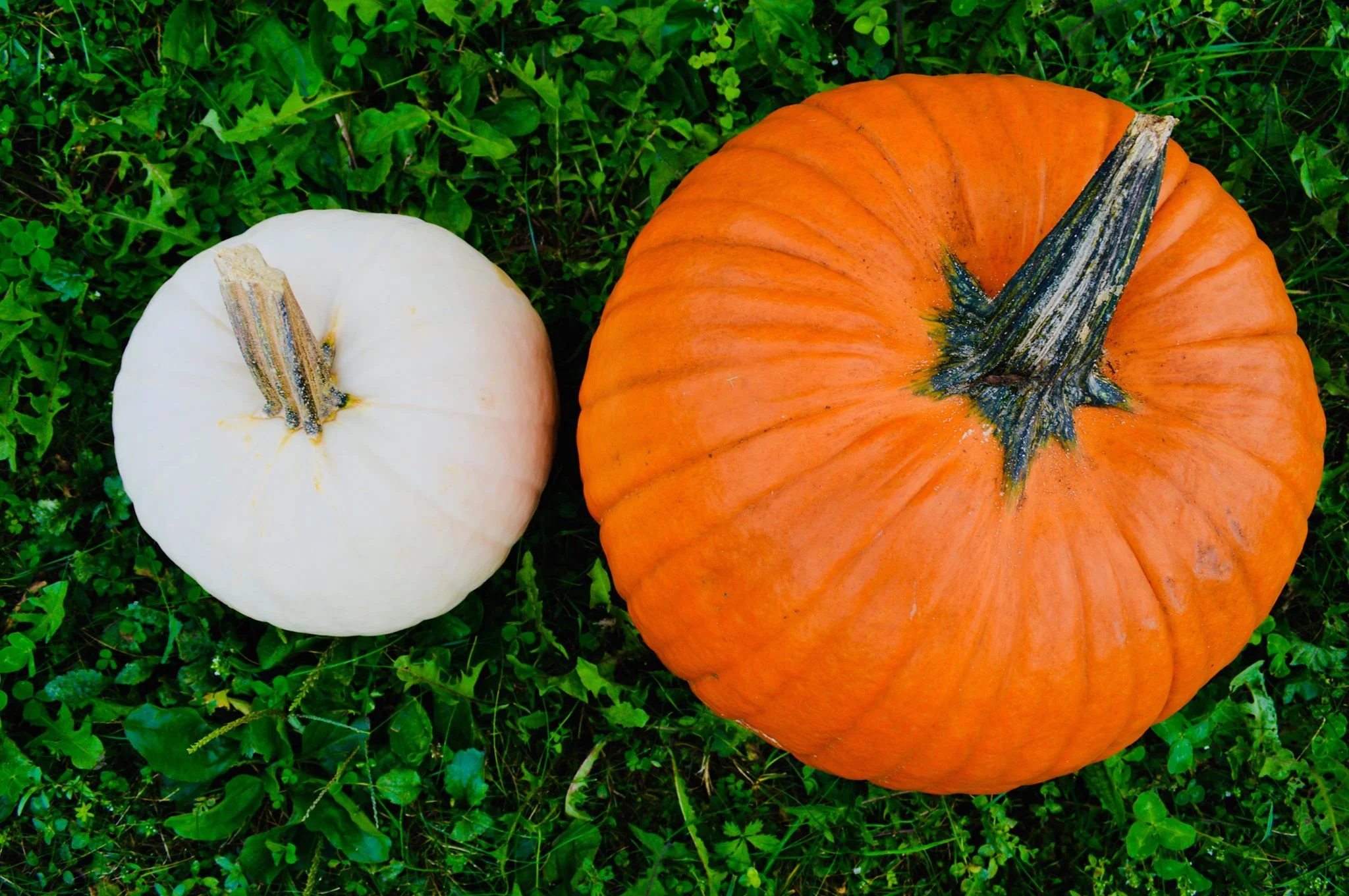 homemade pumpkin bread, kid baker, modern homesteader, organic life, spiced pumpkin bread, holiday dessert, seasonal eating, baking from scratch, baking pumpkins, pie pumpkins, homegrown pumpkins, pumpkin picking, pumpkin season, pumpkin spice