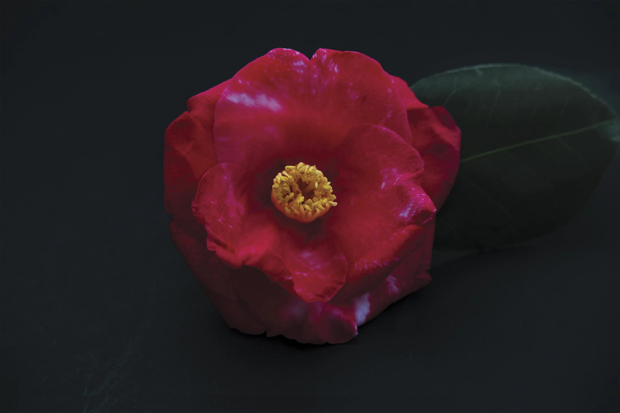 FinalCamelia Serenity 2 Version 2-Edit-1.jpg