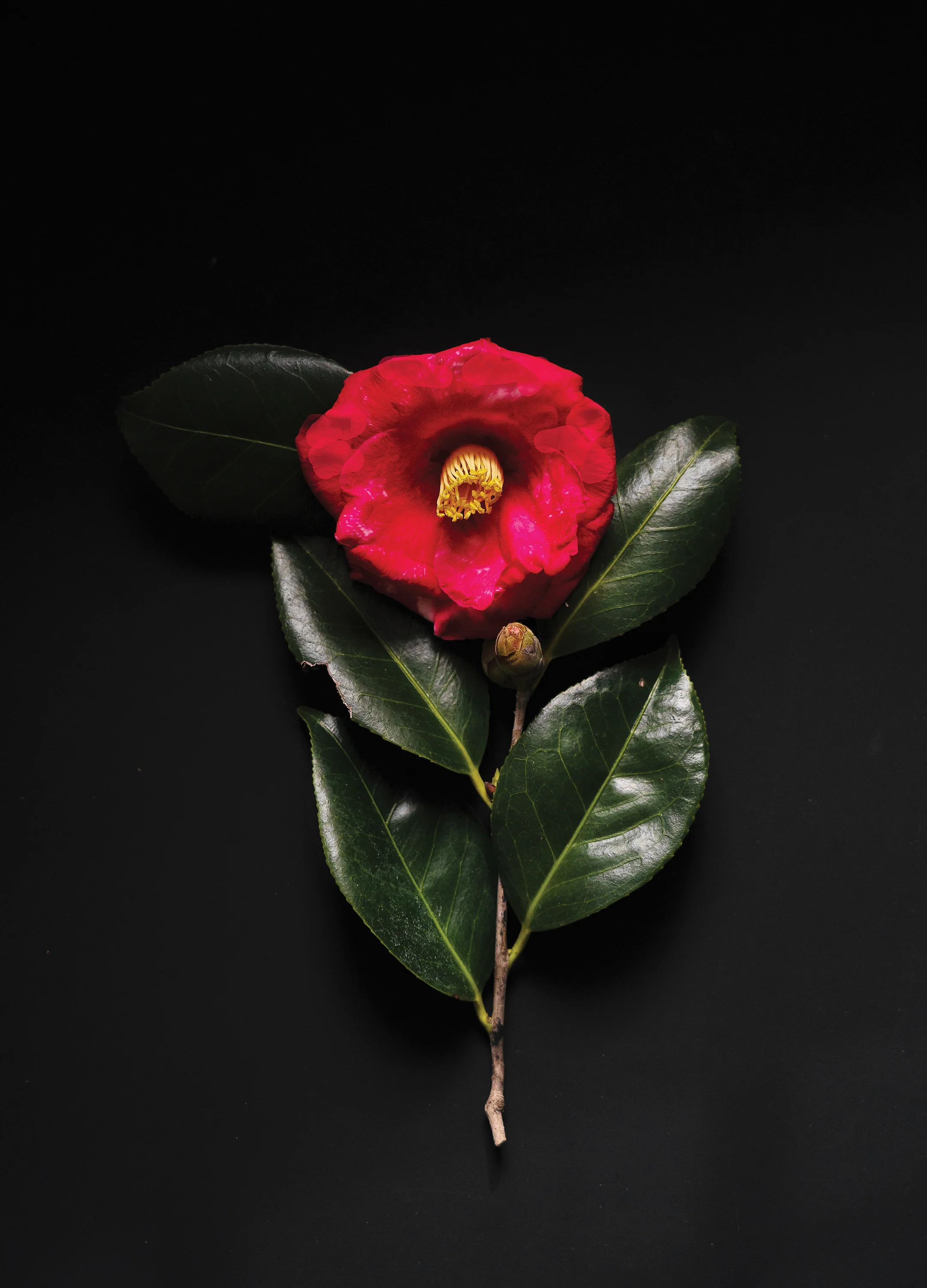 Final Camelia 3 Serenity-.jpg