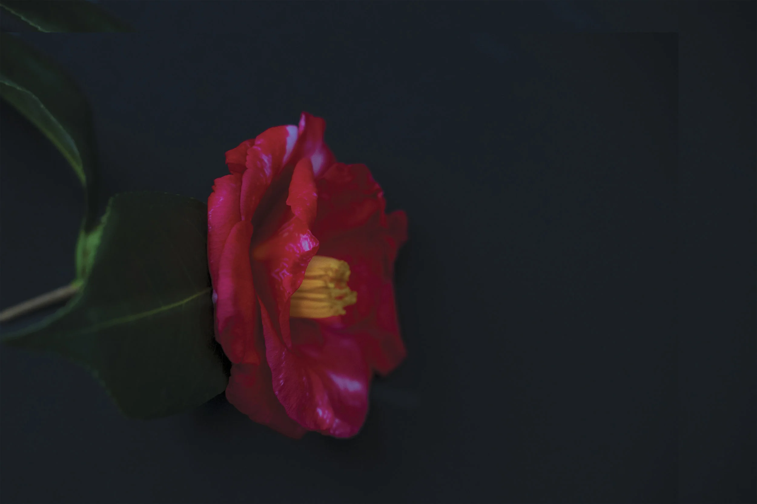 FinalSerenityCamellia 1 web copy--1.jpg