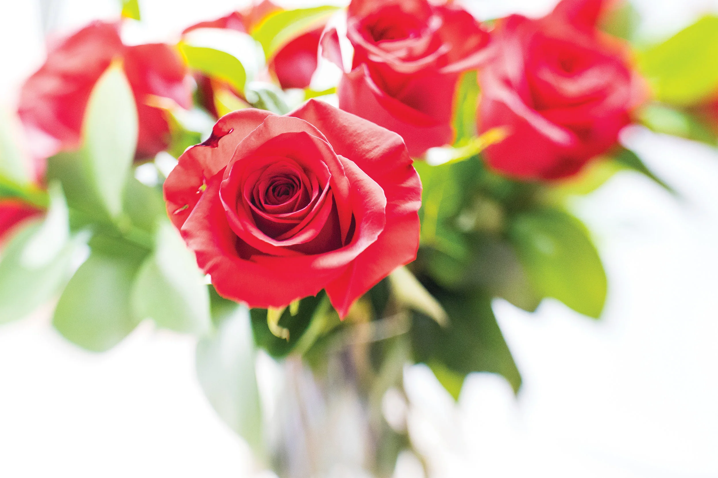 FinalSerenityRoseSol-1.jpg