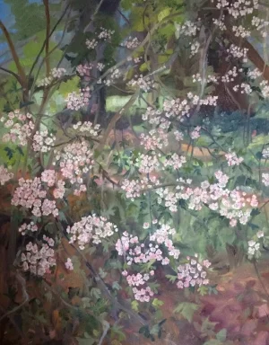 Pink Hawthorn June 2017