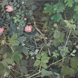 Dog Rose
