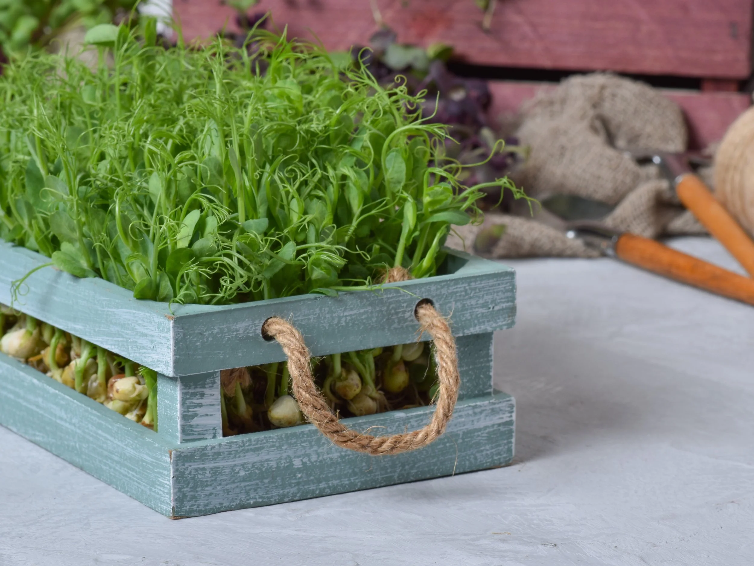 closeup-pea-seedlings-wooden-box-space-text--.jpg