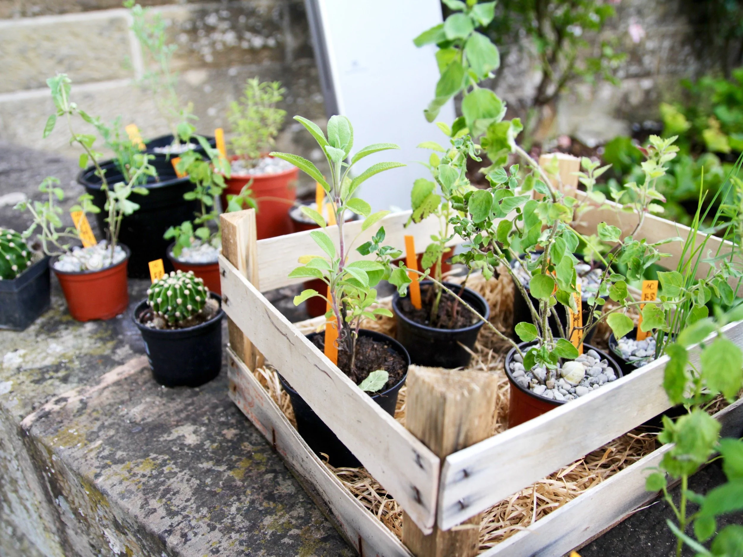 potted-plants-crate-backyard--.jpg