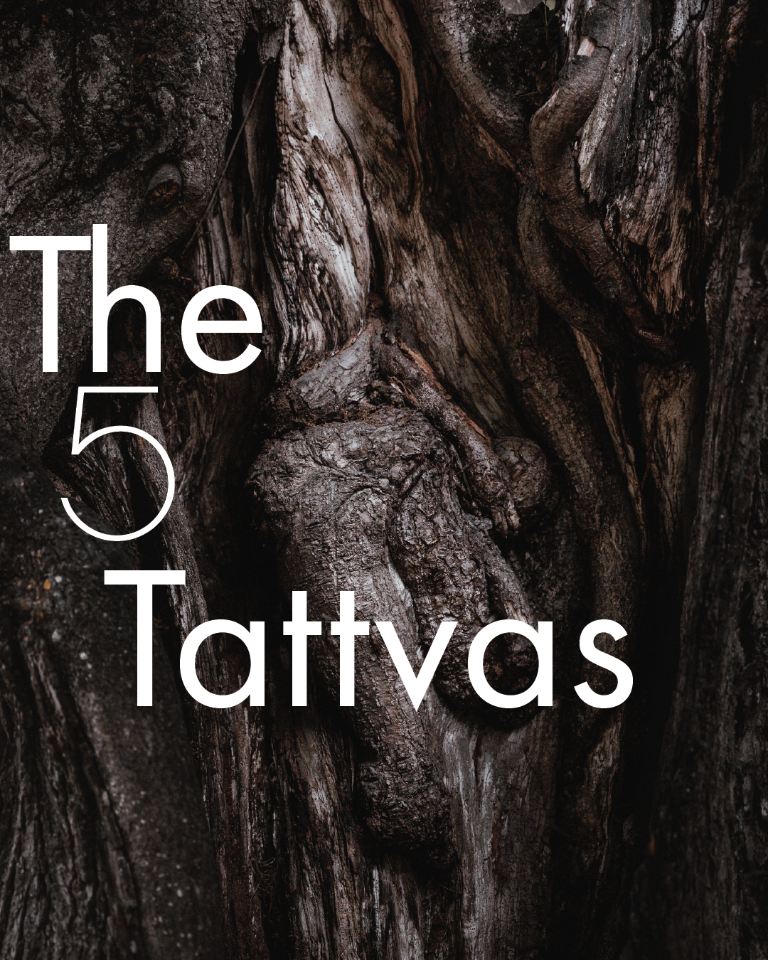 TAIYO PROGRAMS-01.png
