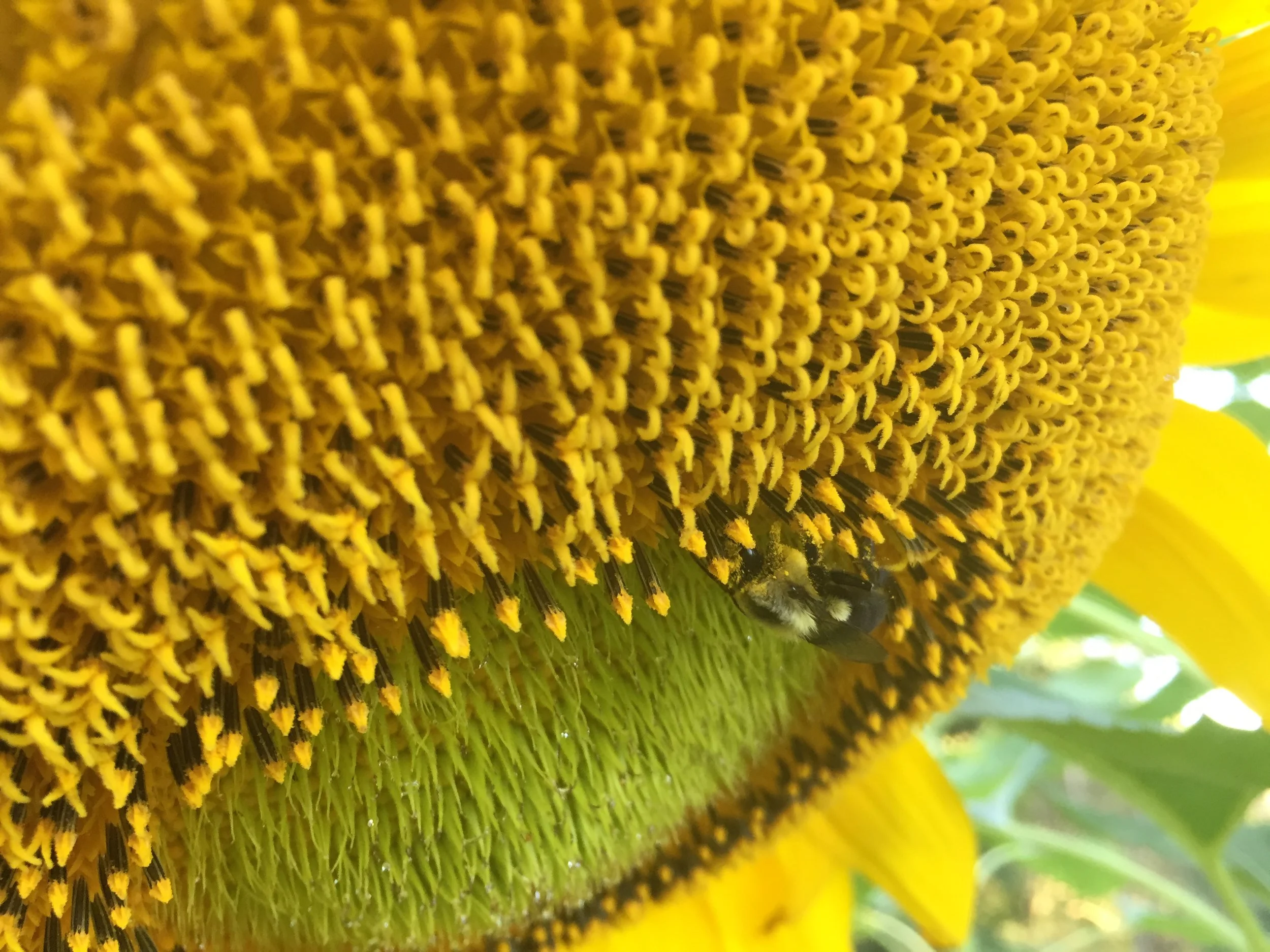 Sunflower.JPG