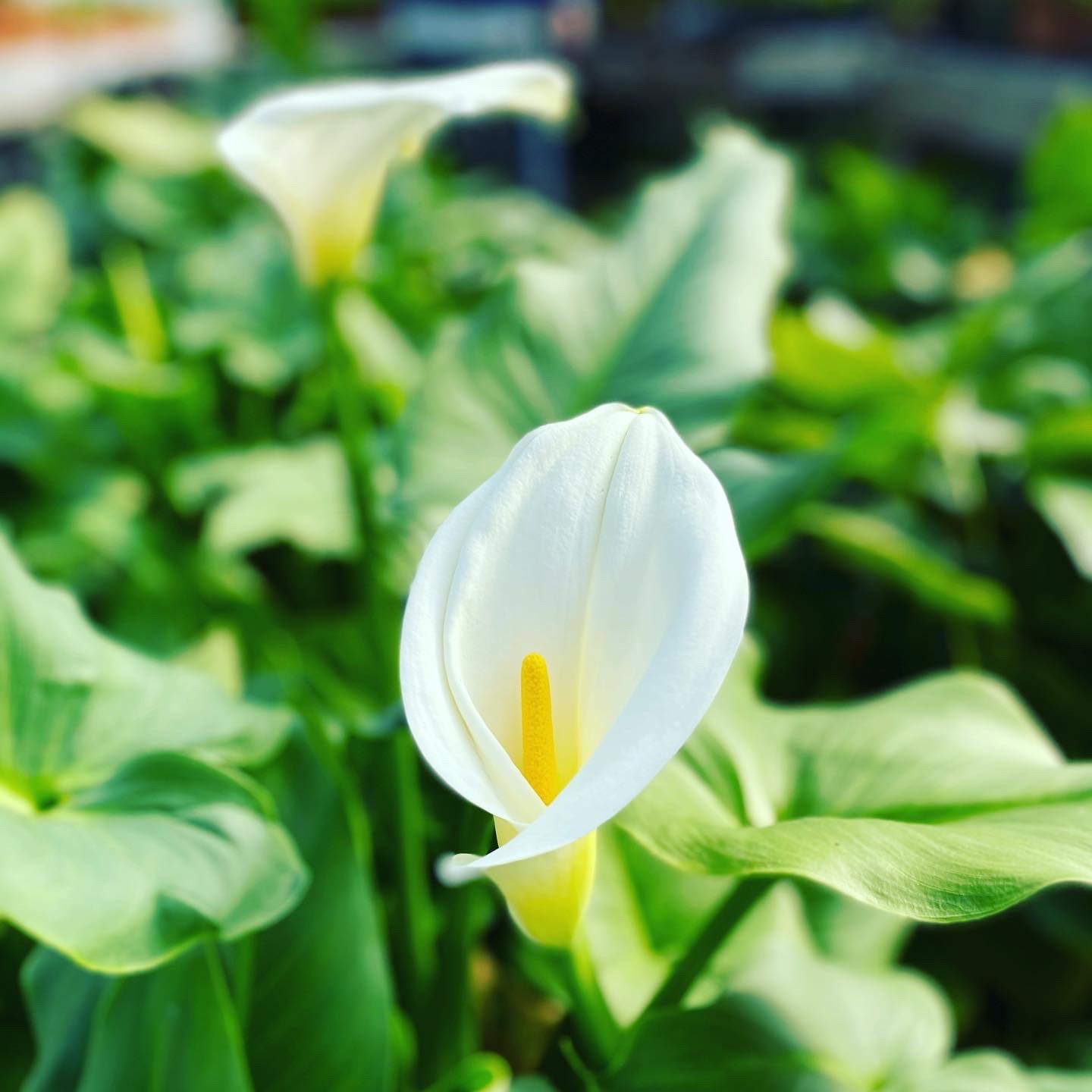 calla lilies at Madgies.JPG