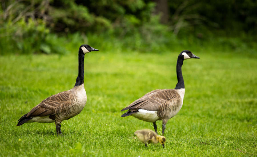 Two Canada geese standing watch over their gosling as it grazes in the grass, illustrating protection, trust, and safety.